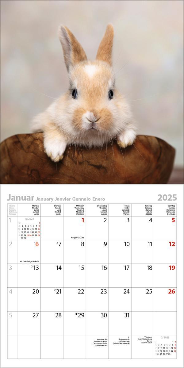 Bild: 9783731876564 | Kaninchen 2025 | Verlag Korsch | Kalender | 13 S. | Deutsch | 2025