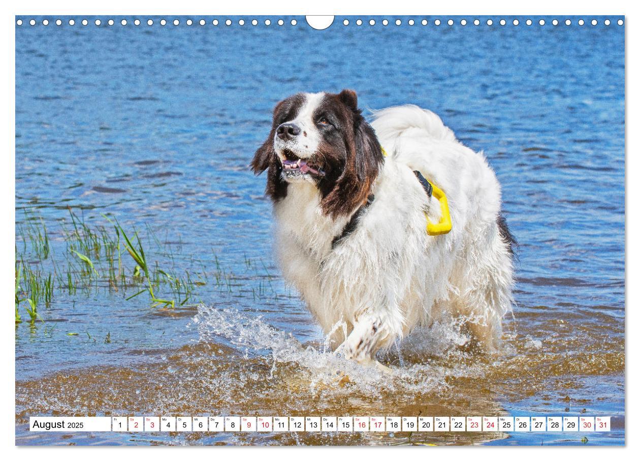 Bild: 9783383893865 | Traumhund Landseer (Wandkalender 2025 DIN A3 quer), CALVENDO...