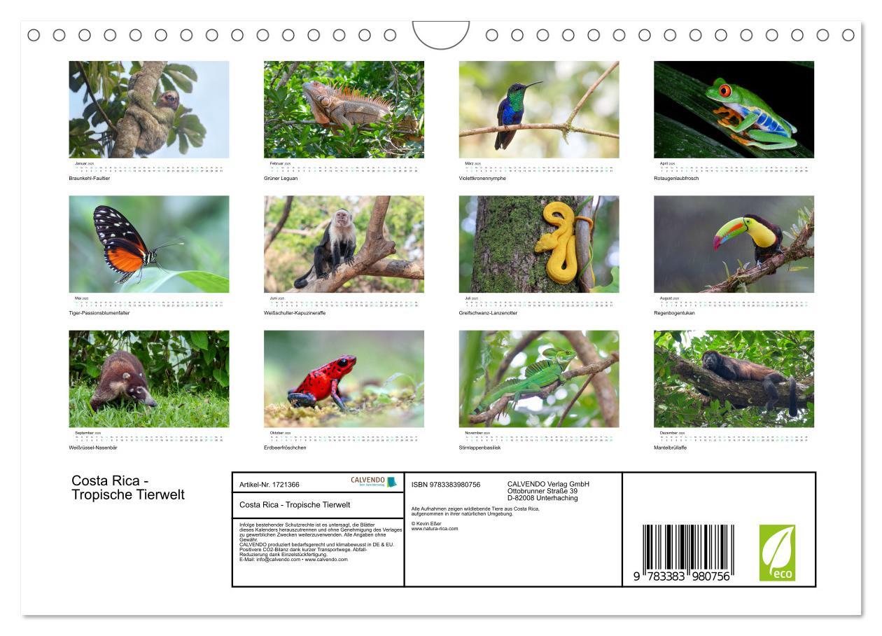 Bild: 9783383980756 | Costa Rica - Tropische Tierwelt (Wandkalender 2025 DIN A4 quer),...