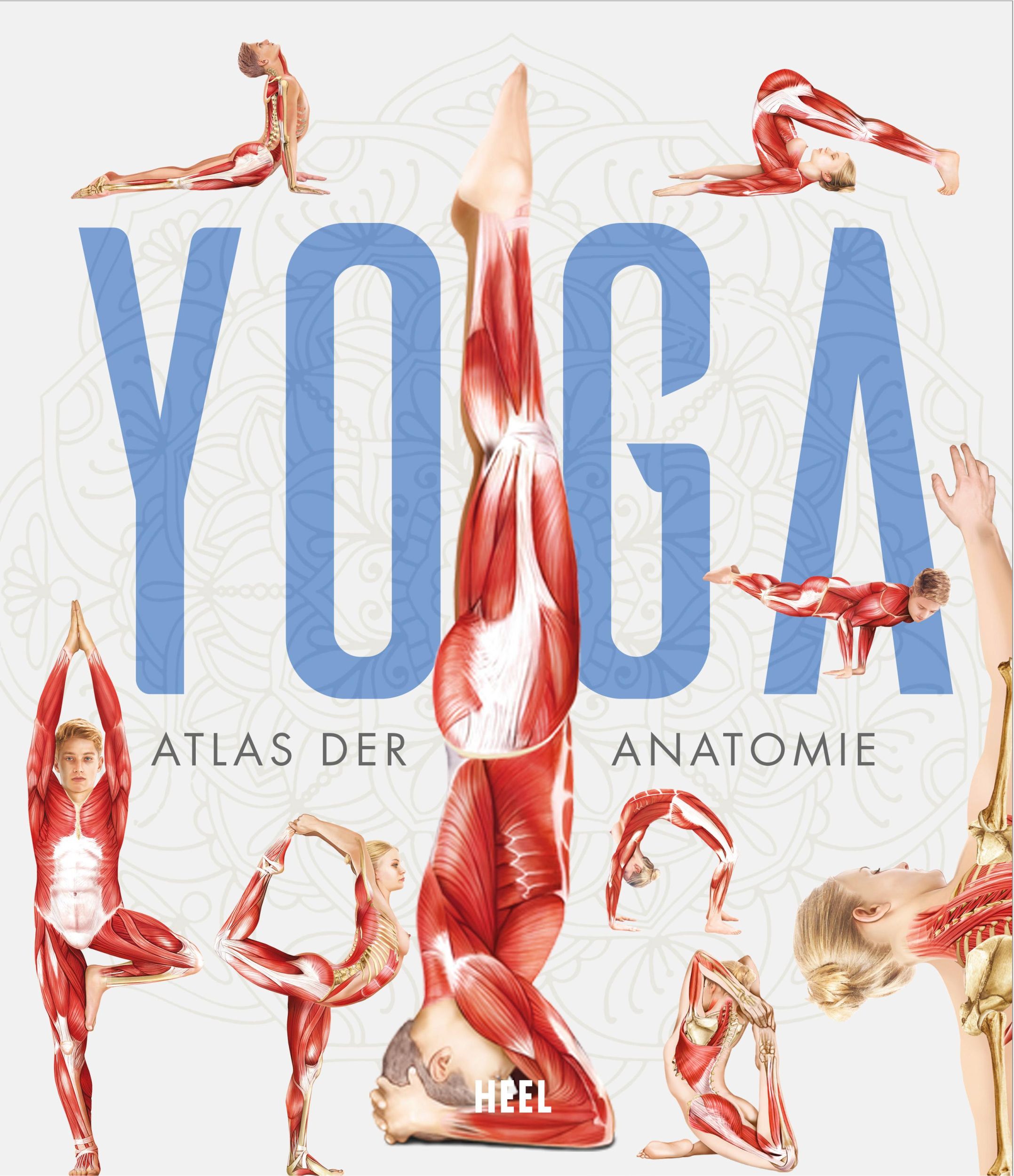 Cover: 9783966643849 | YOGA - Atlas der Anatomie | Svenja Tengs | Buch | 256 S. | Deutsch