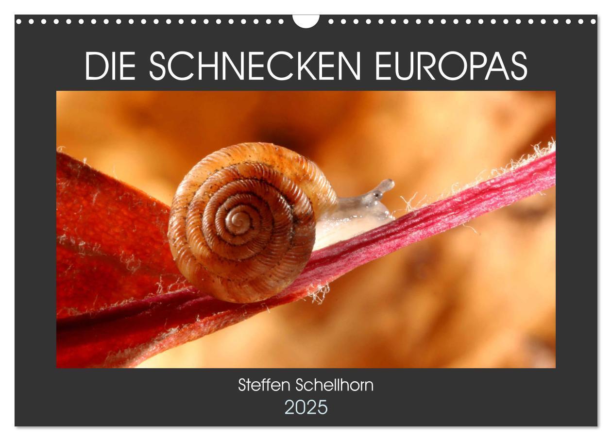 Cover: 9783435076086 | DIE SCHNECKEN EUROPAS (Wandkalender 2025 DIN A3 quer), CALVENDO...