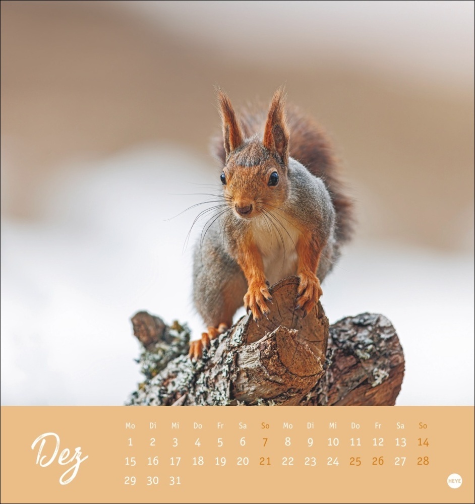 Bild: 9783756407071 | Eichhörnchen Postkartenkalender 2025 | Kalender | Spiralbindung | 2025