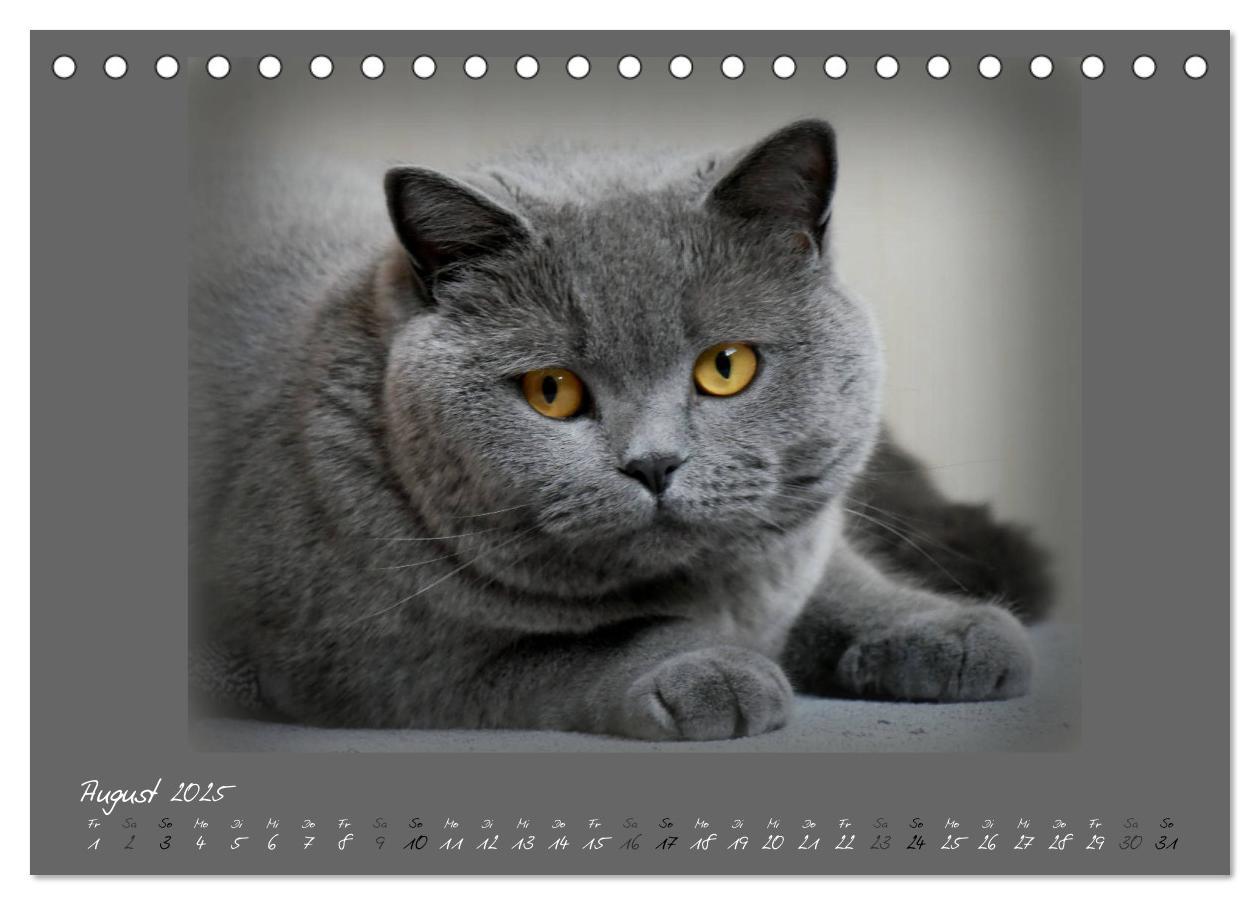 Bild: 9783435400331 | GRAUE ENGEL Britischkurzhaar-Katzen (Tischkalender 2025 DIN A5...