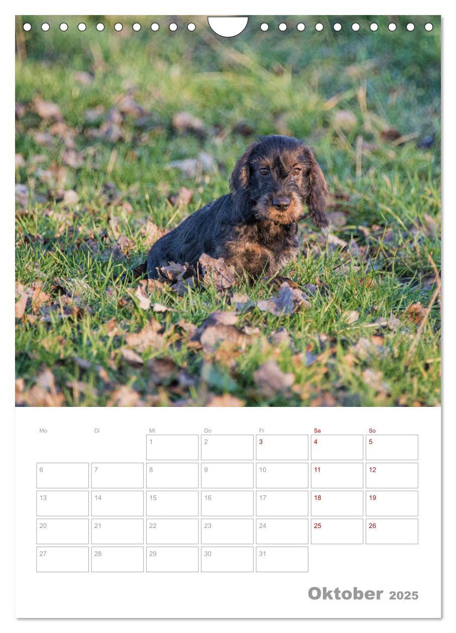 Bild: 9783435974030 | Dackelportraits (Wandkalender 2025 DIN A4 hoch), CALVENDO...