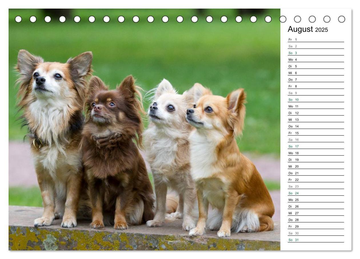 Bild: 9783435555789 | Chihuahuas - kleine Herzensbrecher (Tischkalender 2025 DIN A5...