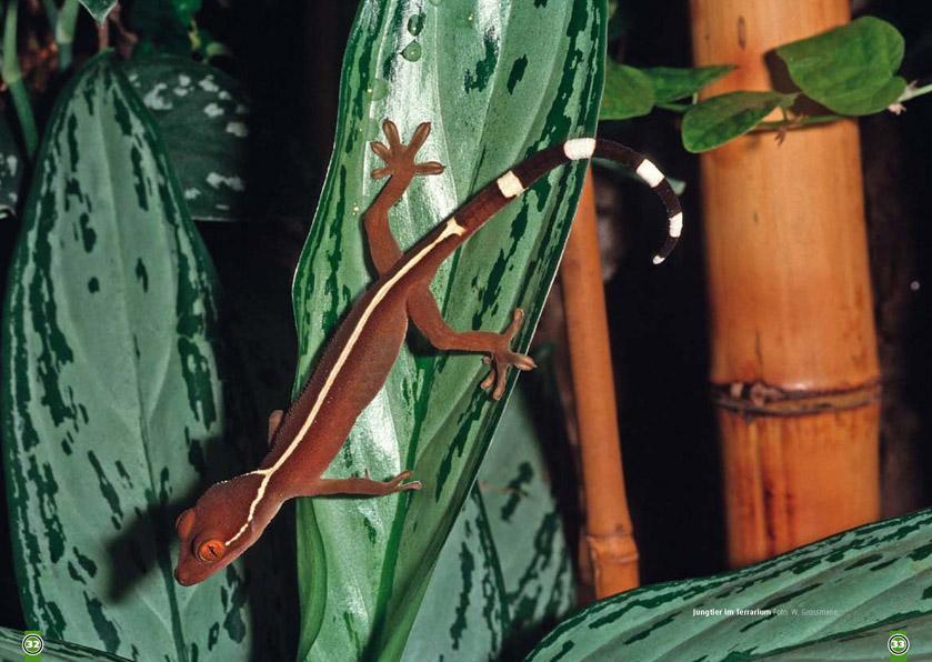 Bild: 9783866591974 | Der Streifengecko | Gekko vittatus | Wolfgang Grossmann (u. a.) | Buch