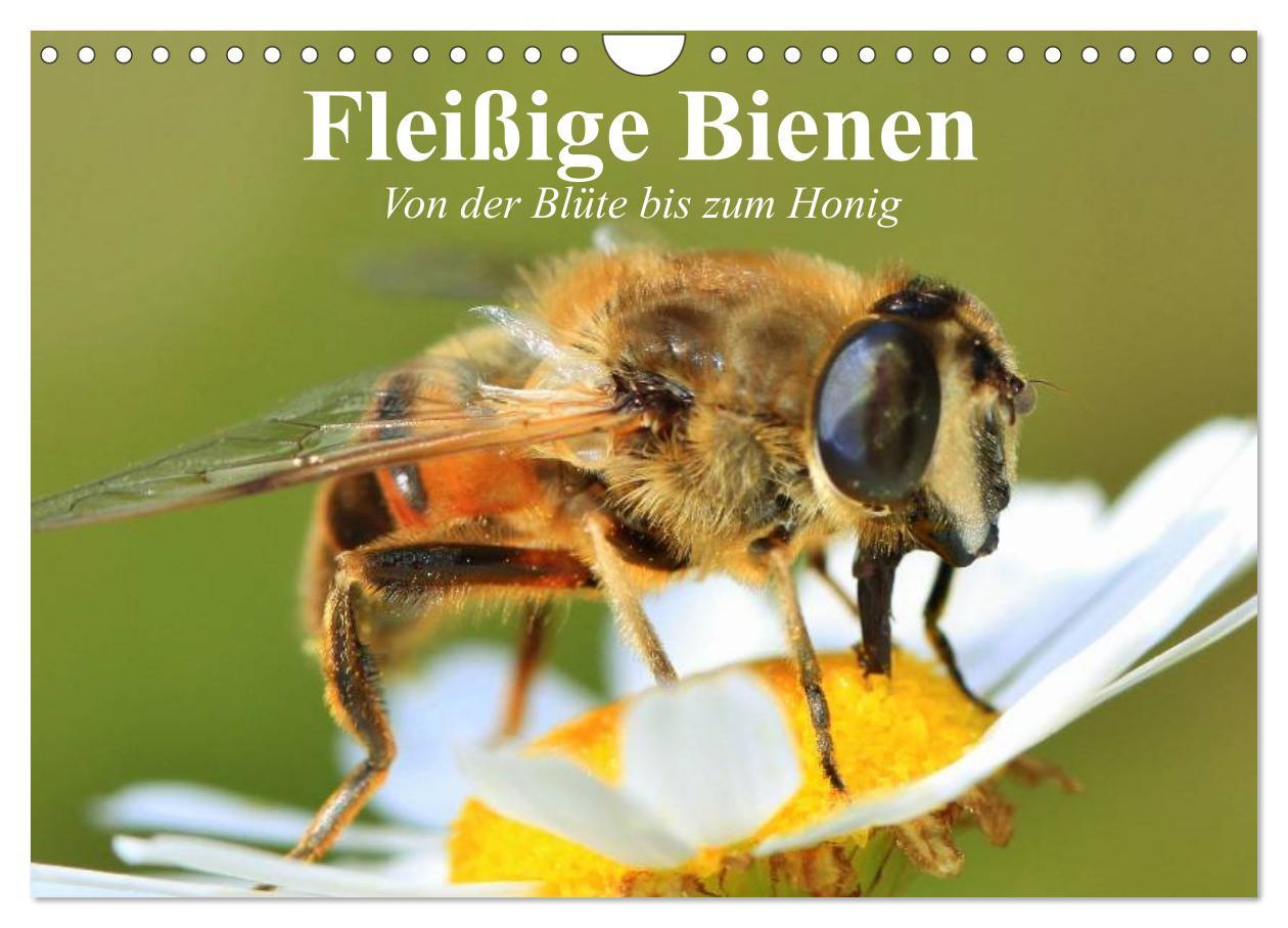 Cover: 9783435514359 | Fleißige Bienen. Von der Blüte bis zum Honig (Wandkalender 2025 DIN...