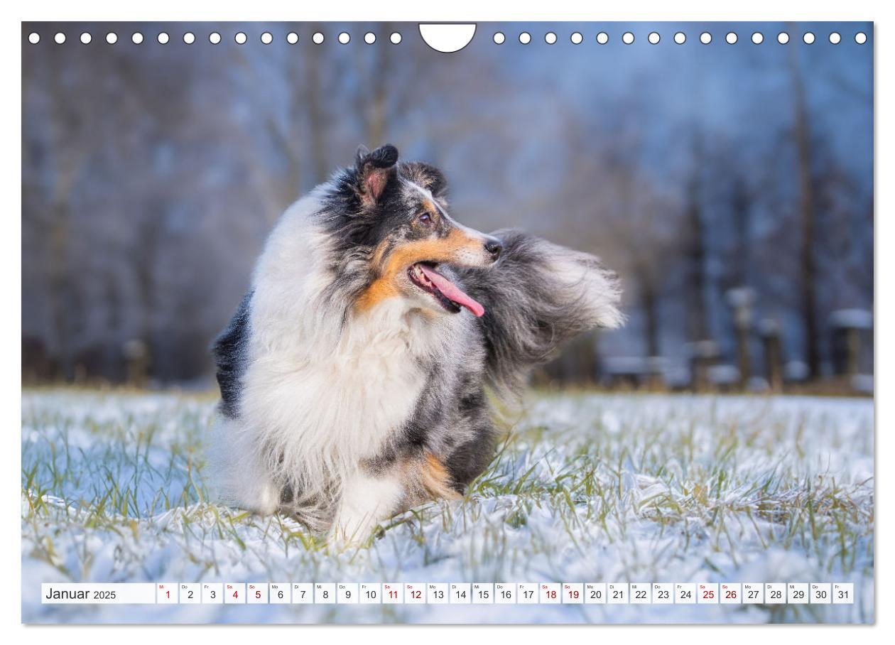 Bild: 9783457169902 | Sheltie - Ein Stück vom Glück (Wandkalender 2025 DIN A4 quer),...