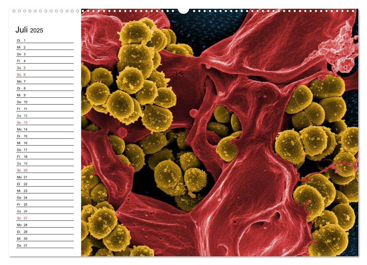 Bild: 9783435482962 | Mikrobiologie. Mikroorganismen, Genetik und Zellen (Wandkalender...