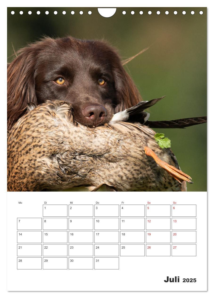 Bild: 9783457163382 | Geboren um zu Jagen. Der kleine Münsterländer (Wandkalender 2025...