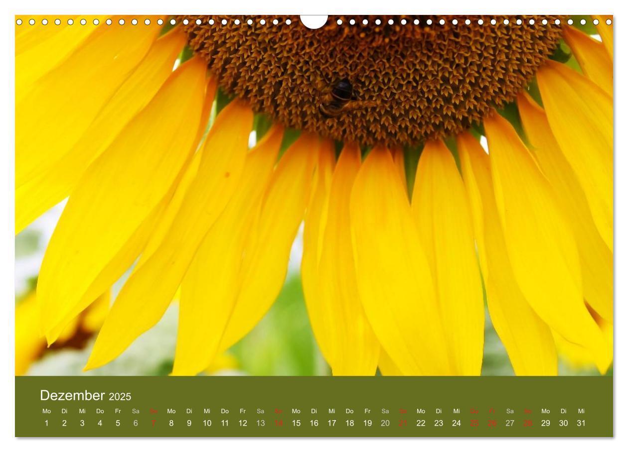 Bild: 9783435799824 | Sonnenblumen - die Blumen der Lebensfreude (Wandkalender 2025 DIN...