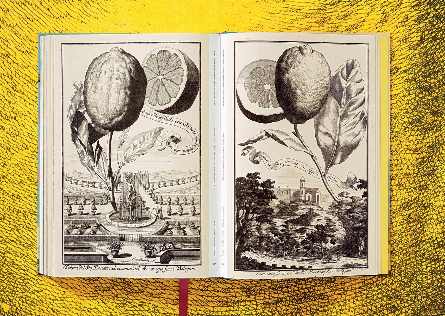 Bild: 9783836535250 | J. C. Volkamer. The Book of Citrus Fruits | Collector's Edition | Buch