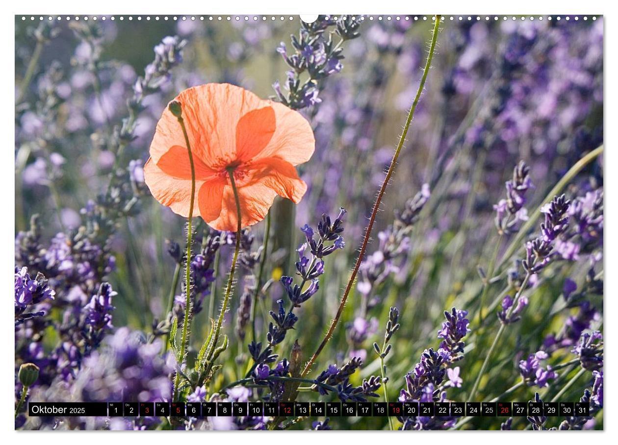 Bild: 9783435730599 | Provence Impressionen (Wandkalender 2025 DIN A2 quer), CALVENDO...