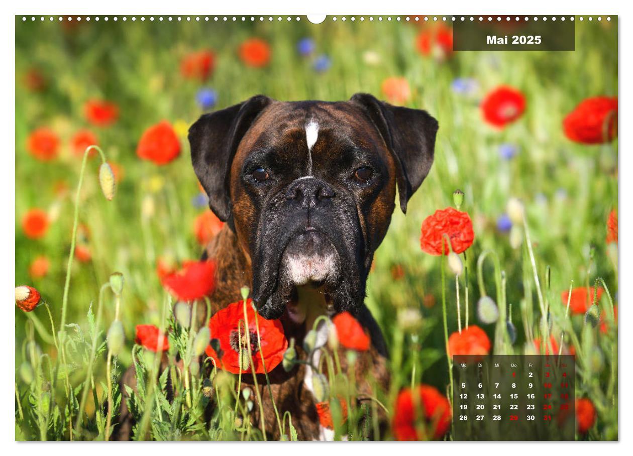 Bild: 9783435110452 | Boxer Frech und fröhlich durch das Jahr (Wandkalender 2025 DIN A2...