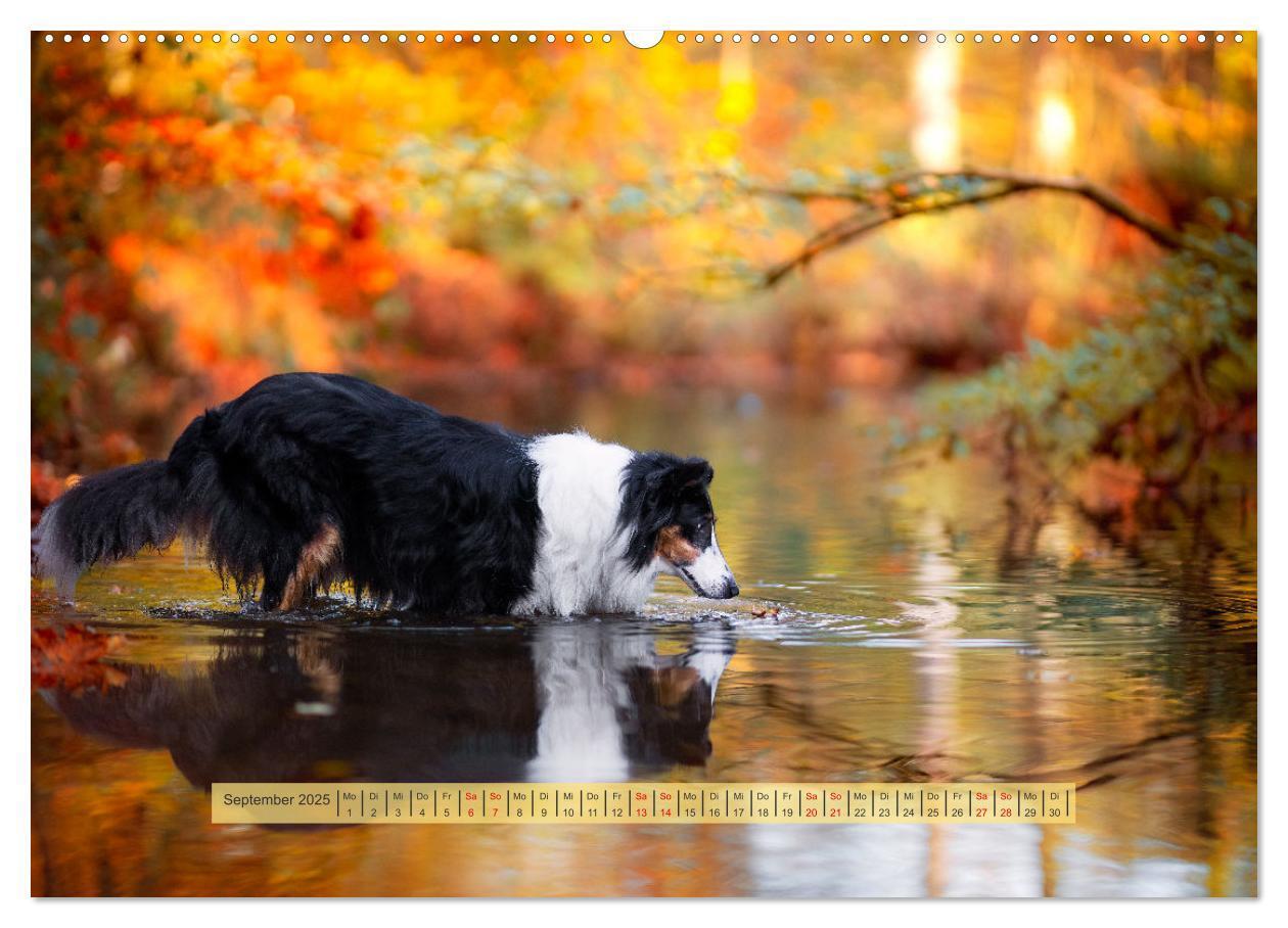 Bild: 9783457182161 | Pfotenblitzers Hütehunde - Hüter der Herzen (hochwertiger Premium...