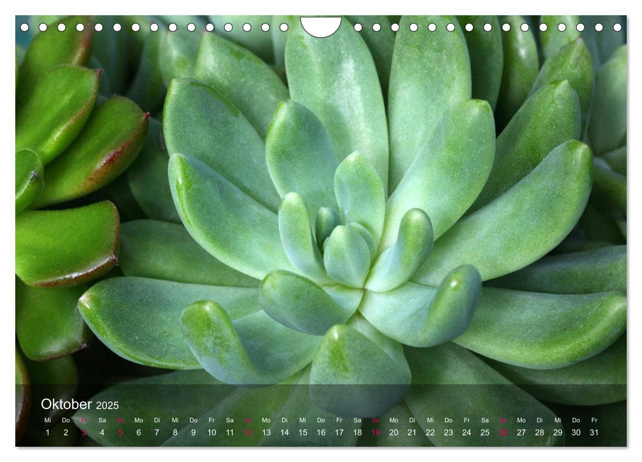 Bild: 9783435590865 | Sukkulenten in Haus und Garten (Wandkalender 2025 DIN A4 quer),...