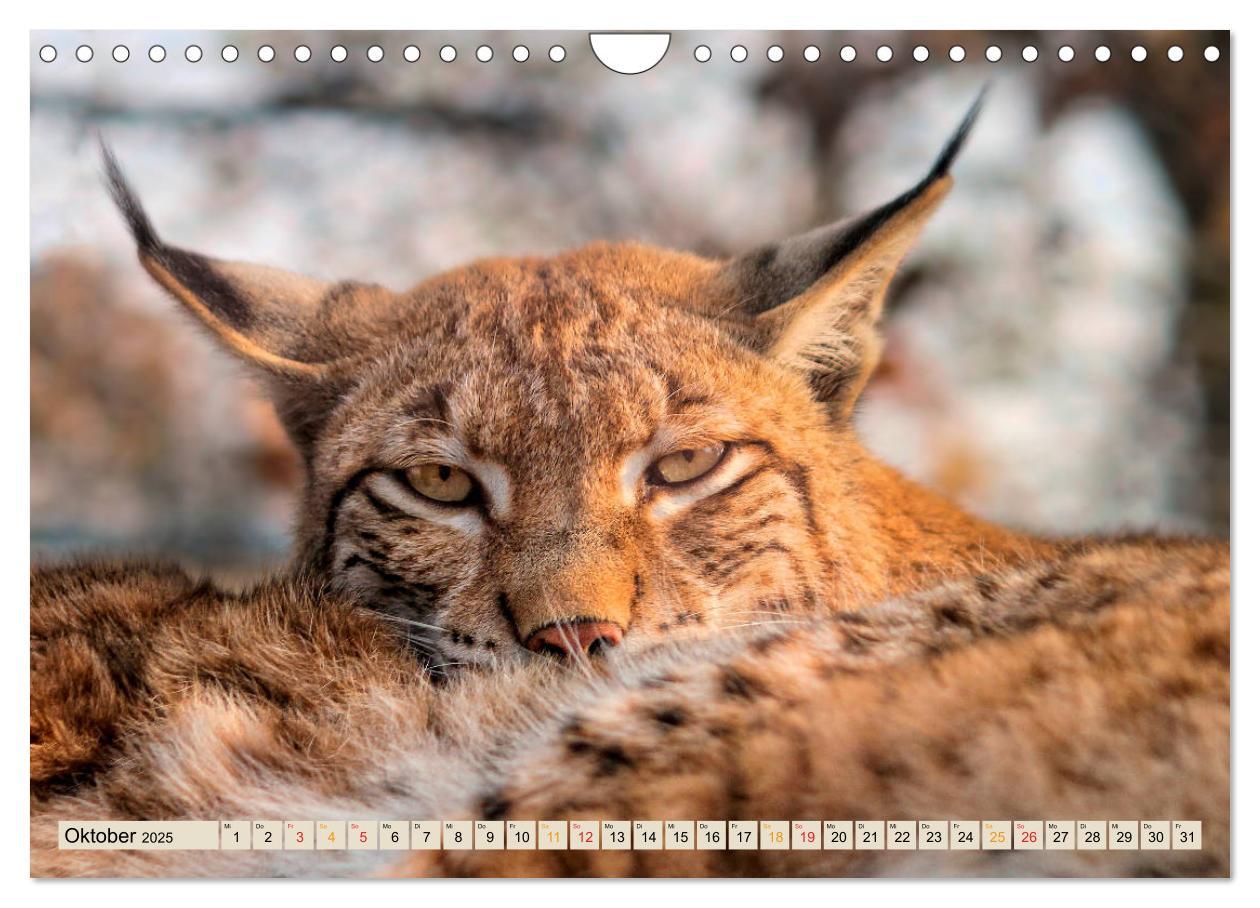 Bild: 9783435118601 | Raubkatze Luchs (Wandkalender 2025 DIN A4 quer), CALVENDO...