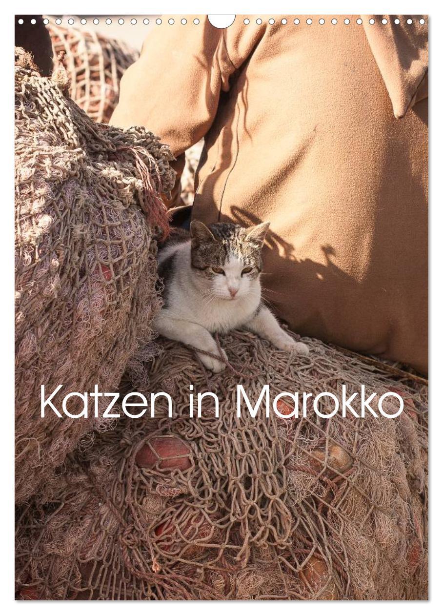 Cover: 9783457030127 | Katzen in Marokko (Wandkalender 2025 DIN A3 hoch), CALVENDO...