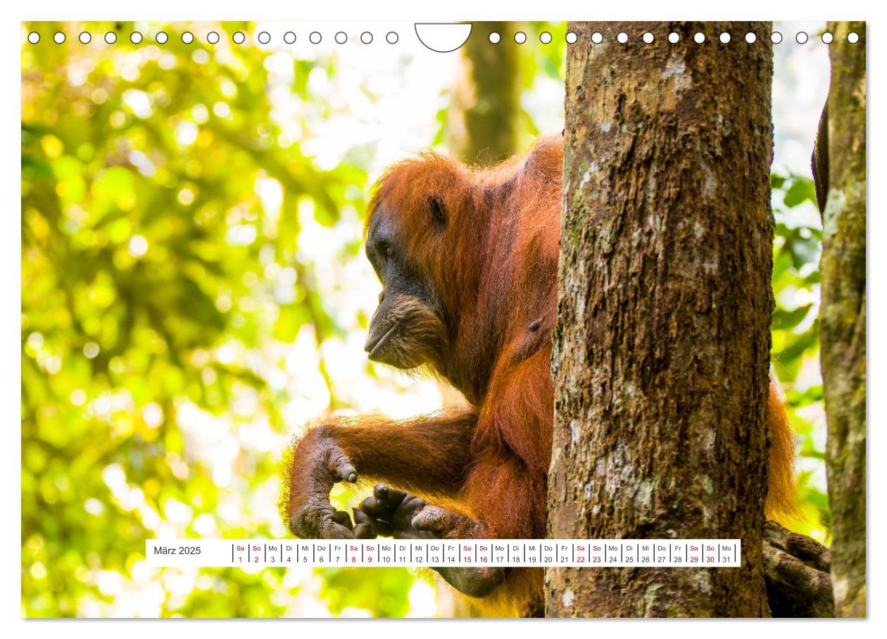 Bild: 9783457150726 | Gunung Leuser Nationalpark und seine Orang Utans (Wandkalender 2025...