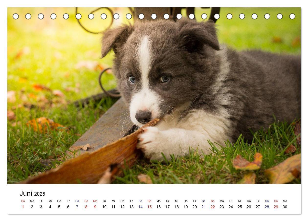 Bild: 9783435615322 | Pfotastische Border Collie Welpen (Tischkalender 2025 DIN A5 quer),...