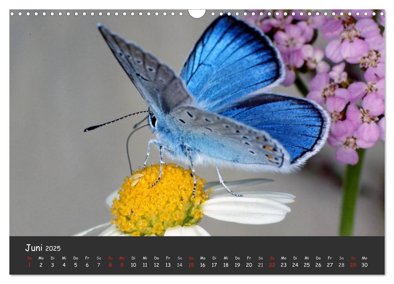 Bild: 9783435705894 | Wunderschöne Schmetterlinge (Wandkalender 2025 DIN A3 quer),...