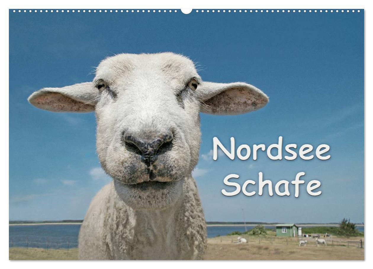 Cover: 9783435644520 | Nordsee Schafe (Wandkalender 2025 DIN A2 quer), CALVENDO...