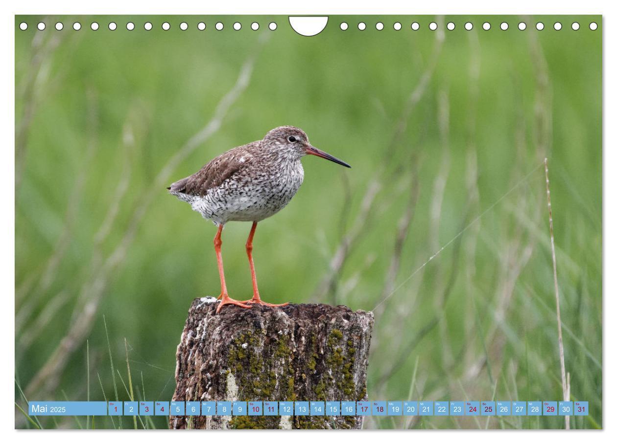 Bild: 9783435030033 | An der Nordseeküste - Wasser- und Küstenvögel fotografiert von...