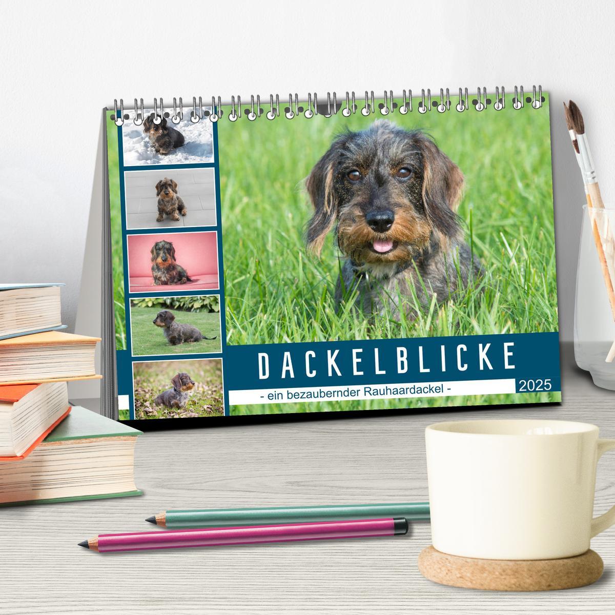 Bild: 9783435103942 | Dackelblicke - ein bezaubernder Rauhaardackel (Tischkalender 2025...