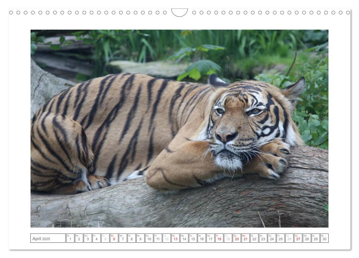 Bild: 9783435503193 | Tiere im Zoo (Wandkalender 2025 DIN A3 quer), CALVENDO Monatskalender