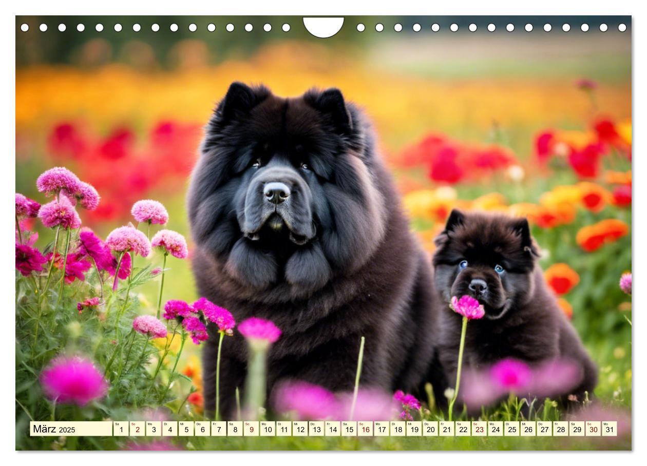 Bild: 9783457015513 | Chow Chow - der Löwenkopfhund (Wandkalender 2025 DIN A4 quer),...