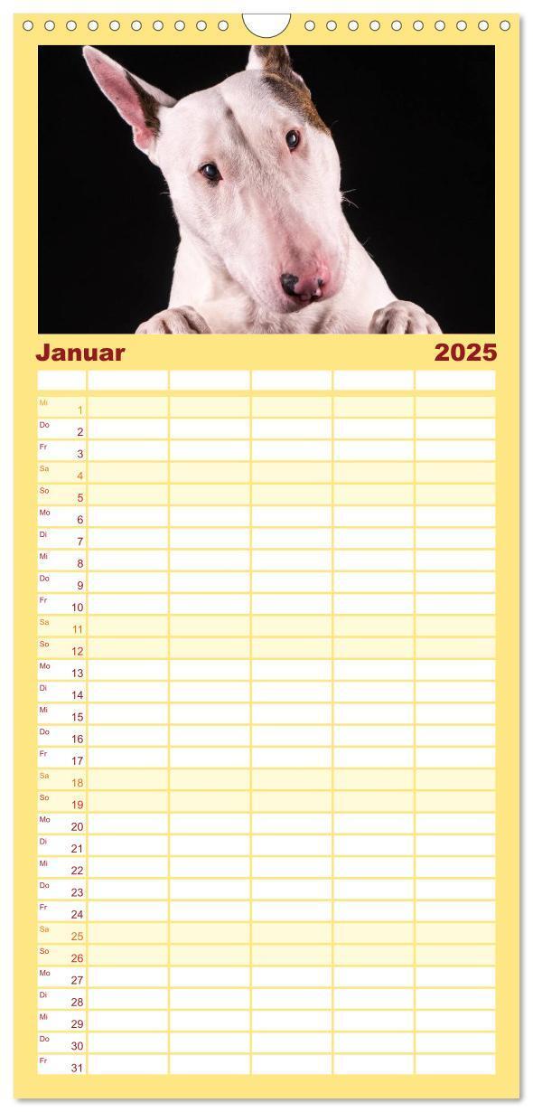 Bild: 9783457123768 | Familienplaner 2025 - Bullterrier mit 5 Spalten (Wandkalender, 21 x...