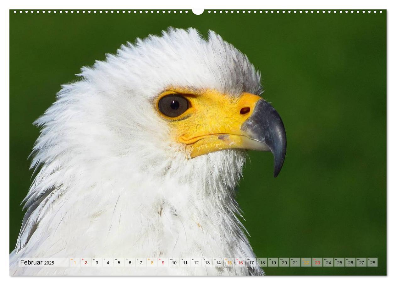 Bild: 9783435550135 | Majestätische Greifvögel (hochwertiger Premium Wandkalender 2025...