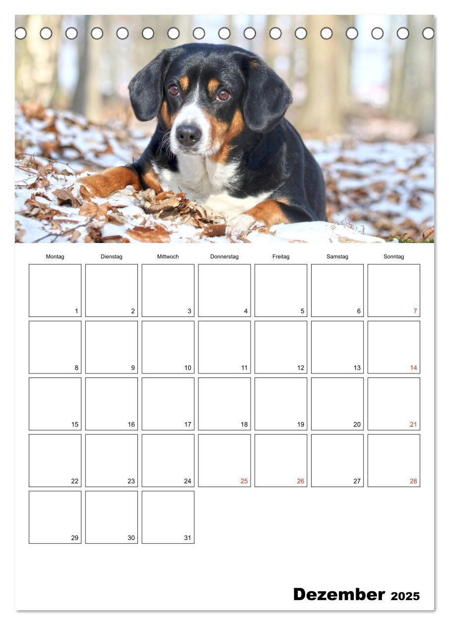 Bild: 9783457025314 | Entlebucher Sennenhunde begleiten Sie durch das Jahr (Tischkalender...