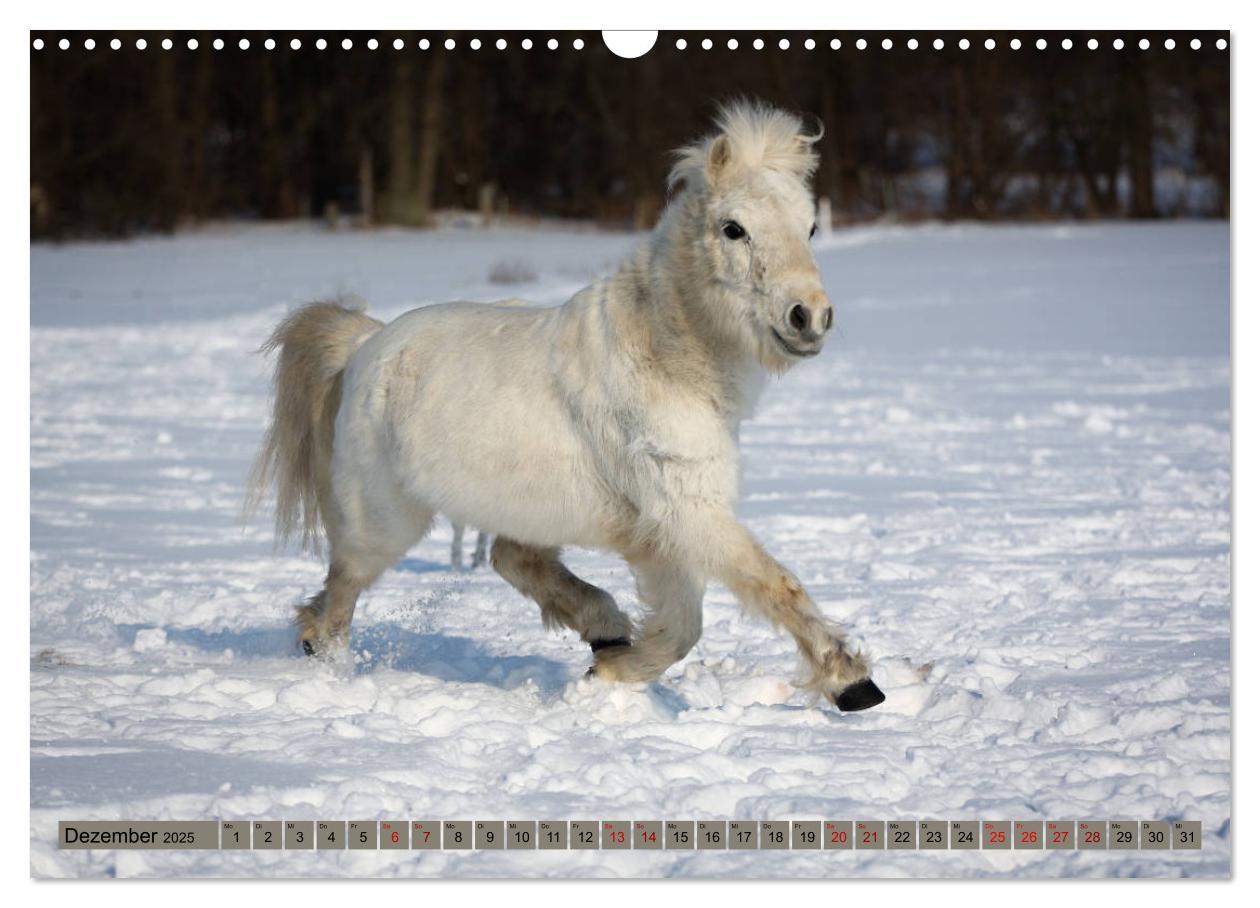 Bild: 9783435367023 | Ponys, die starken Persönlichkeiten (Wandkalender 2025 DIN A3...