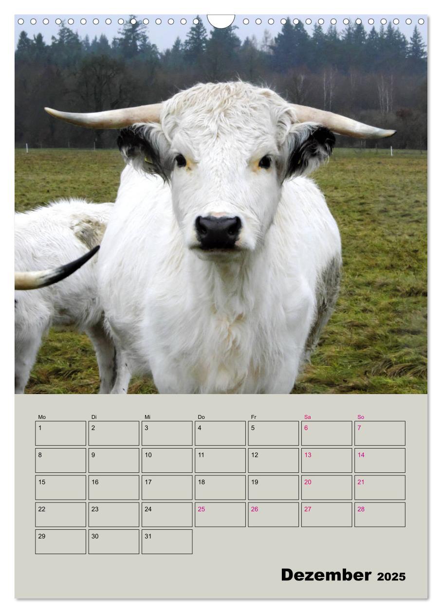 Bild: 9783435970049 | Kuhportraits Hornkühe (Wandkalender 2025 DIN A3 hoch), CALVENDO...