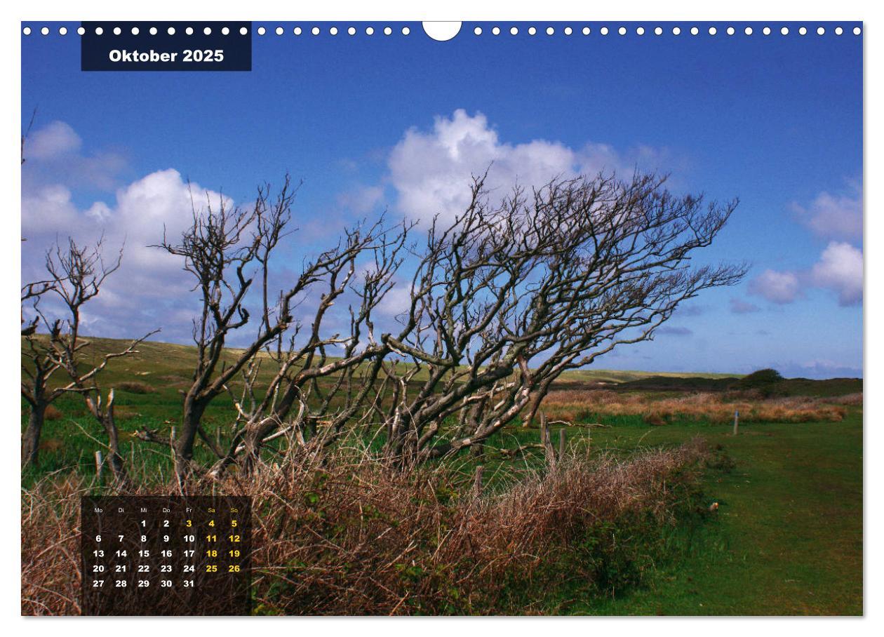 Bild: 9783435331390 | Texel Insel mit Charakter (Wandkalender 2025 DIN A3 quer), CALVENDO...