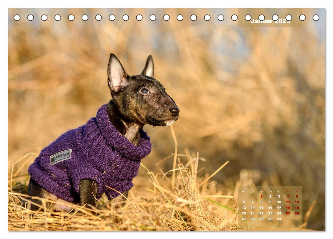 Bild: 9783435340330 | Bullterrier 2025 Frech und fröhlich durch das Jahr (Tischkalender...