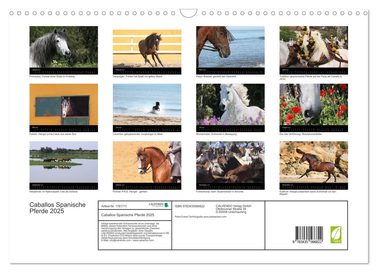 Bild: 9783435566822 | Caballos Spanische Pferde 2025 (Wandkalender 2025 DIN A3 quer),...