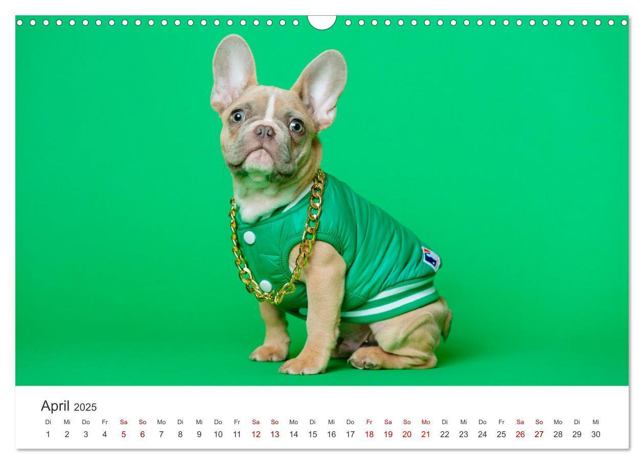 Bild: 9783457182680 | Die Bulldogge Henry (Wandkalender 2025 DIN A3 quer), CALVENDO...