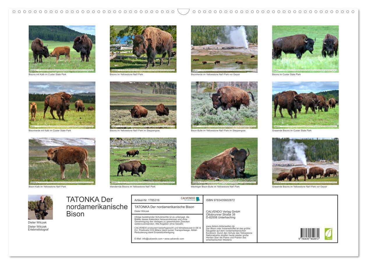 Bild: 9783435602872 | TATONKA Der nordamerikanische Bison (Wandkalender 2025 DIN A2...