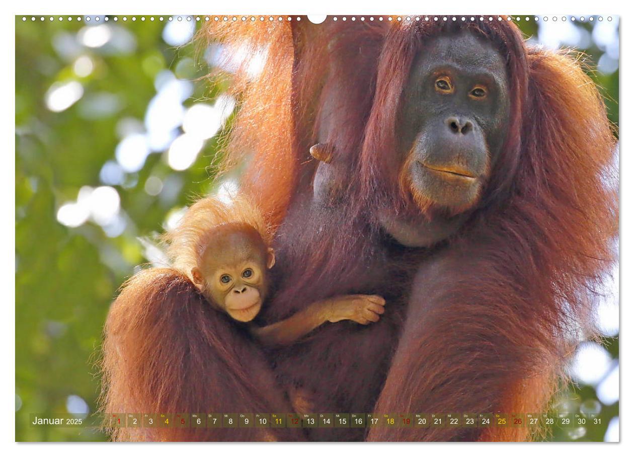 Bild: 9783435360383 | Waldmenschen - Orang Utans auf Borneo (Wandkalender 2025 DIN A2...