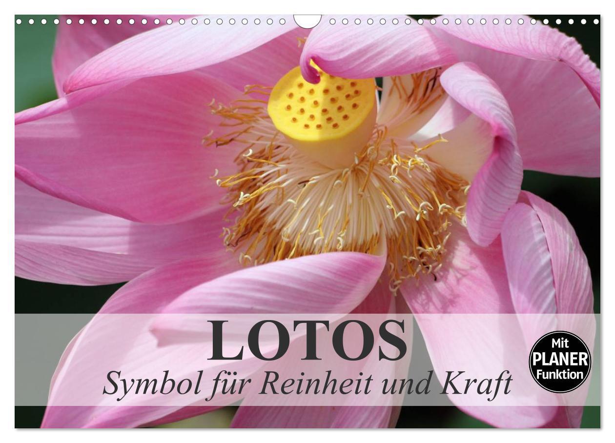 Cover: 9783435522682 | Lotos. Symbol für Reinheit und Kraft (Wandkalender 2025 DIN A3...