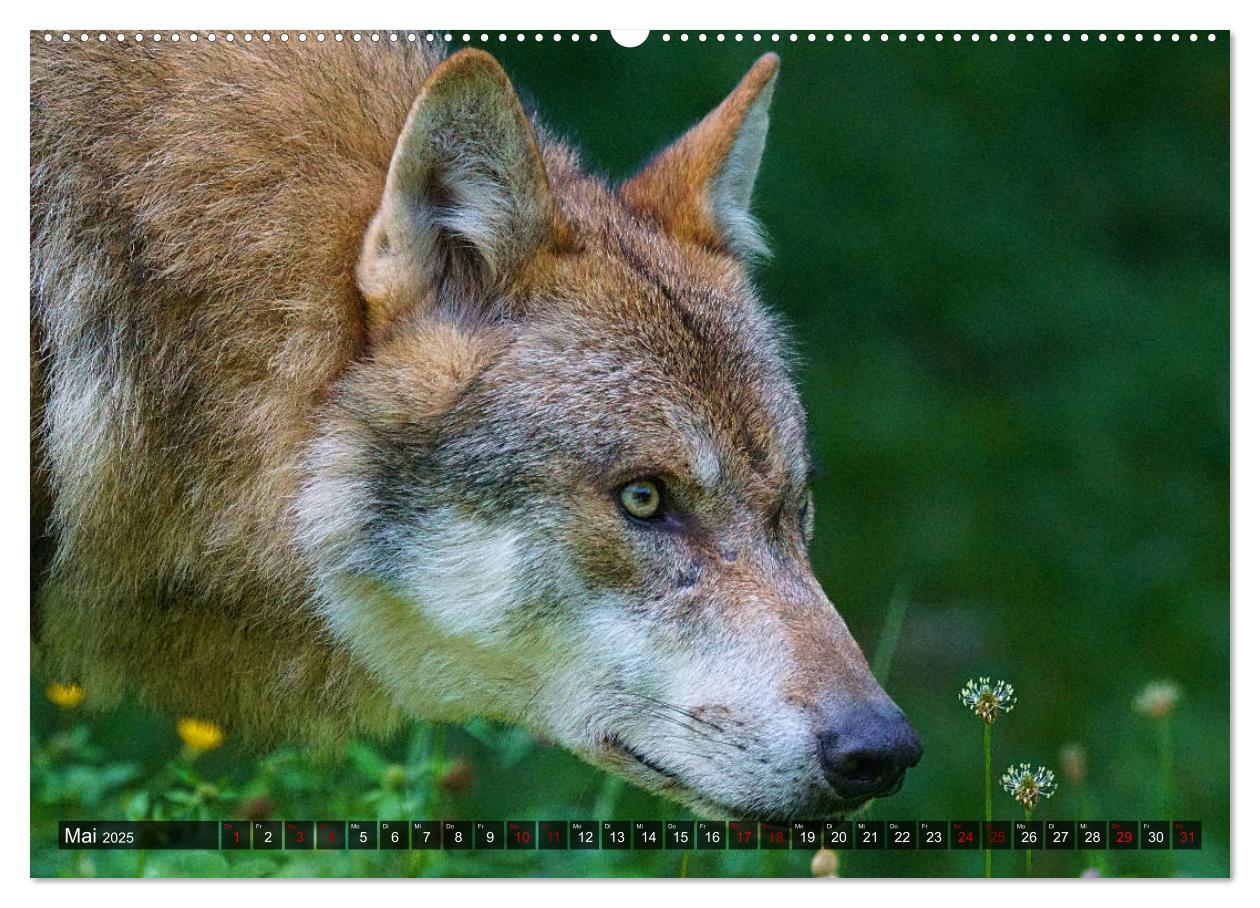 Bild: 9783435263332 | Begegnung mit dem Wolf (Wandkalender 2025 DIN A2 quer), CALVENDO...