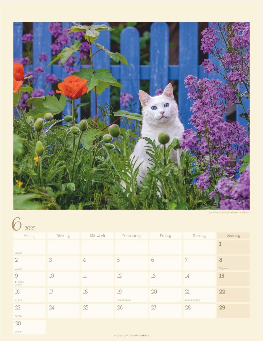 Bild: 9783839900505 | Katzen auf dem Lande Kalender 2025 | Kalender | Spiralbindung | 14 S.