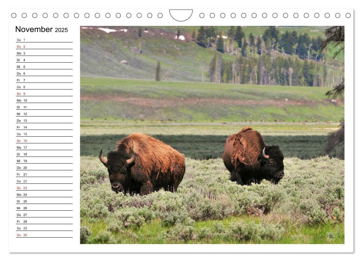 Bild: 9783435537174 | Der nordamerikanische Bison (Wandkalender 2025 DIN A4 quer),...