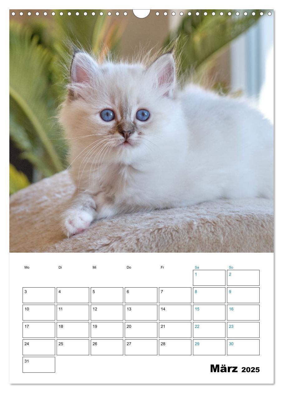 Bild: 9783435062706 | Heilige Birma Kitten - süße kleine Flauschbällchen (Wandkalender...