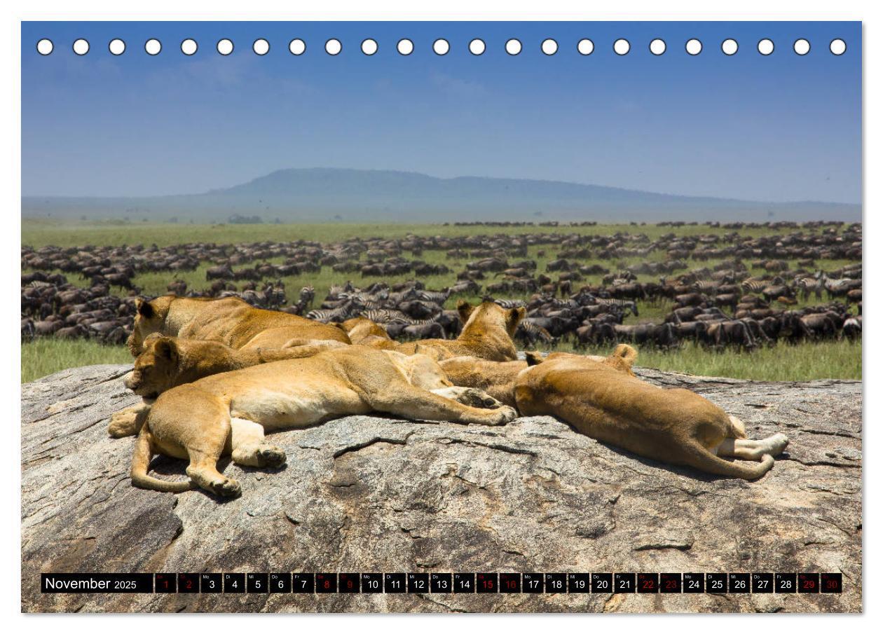 Bild: 9783435341252 | Tansania - Tierwanderung in der Serengeti (Tischkalender 2025 DIN...