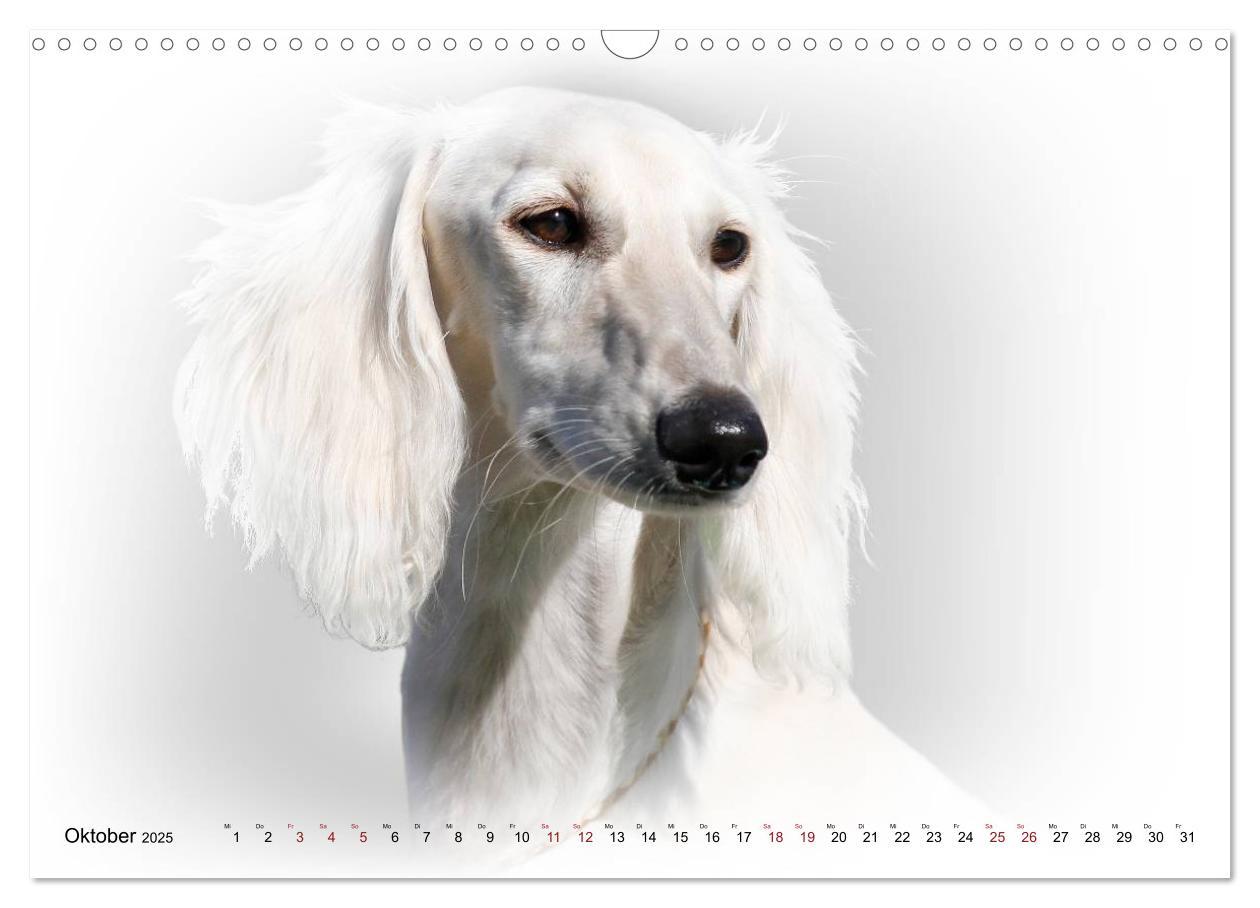 Bild: 9783383823978 | Windhund Portrait 2025 White Edition (Wandkalender 2025 DIN A3...