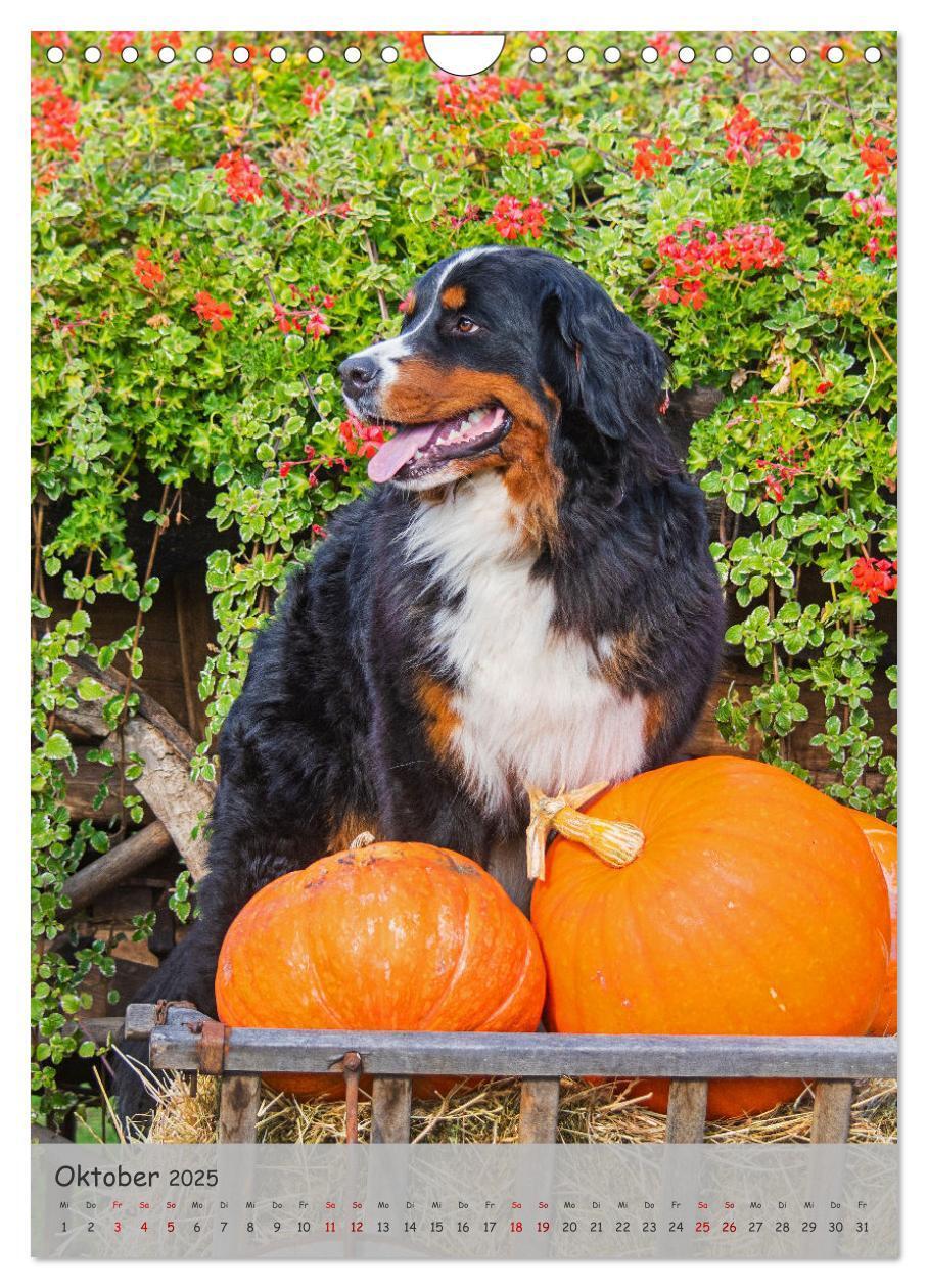 Bild: 9783457159149 | Berner Sennenhund - Ein Hund für alle Fälle (Wandkalender 2025 DIN...