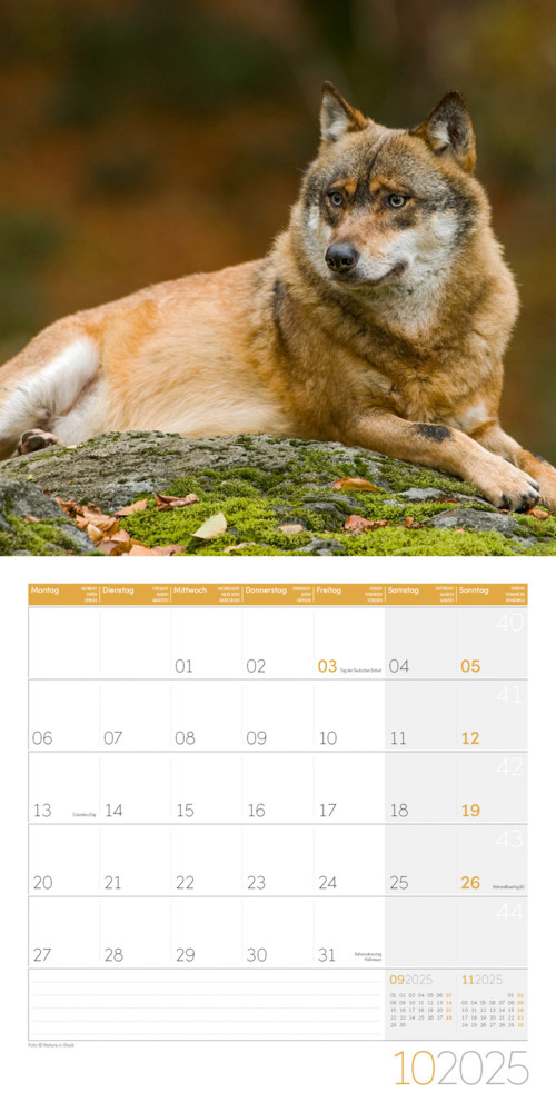 Bild: 9783838445236 | Wölfe Kalender 2025 - 30x30 | Ackermann Kunstverlag | Kalender | 28 S.